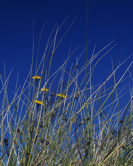 dune grass closeup